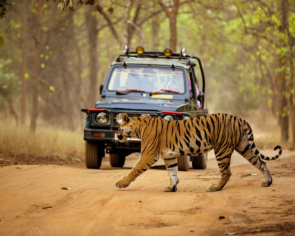 Jungle Safari Ranakpur